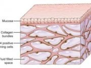 Newfound organ had been missed by standard method for visualizing anatomy