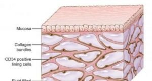 Newfound organ had been missed by standard method for visualizing anatomy