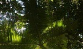 Palm trees are spreading northward. How far will they go