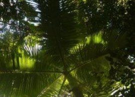 Palm trees are spreading northward. How far will they go? Palm trees are spreading northward. How far will they go