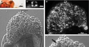 Permian carbo loading How starchy treats helped build an ancient world