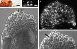 Permian carbo-loading: How starchy treats helped build an ancient world Permian carbo loading How starchy treats helped build an ancient world