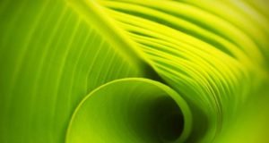 Photosynthesis uses vibrations as traffic signals