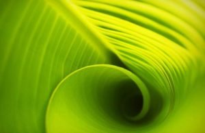Photosynthesis uses vibrations as traffic signals