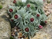 Rare mineral discovered in plants for first time