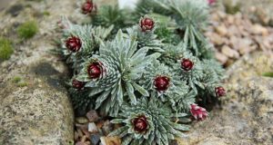 Rare mineral discovered in plants for first time