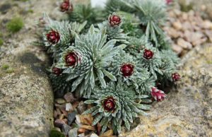 Rare mineral discovered in plants for first time Rare mineral discovered in plants for first time