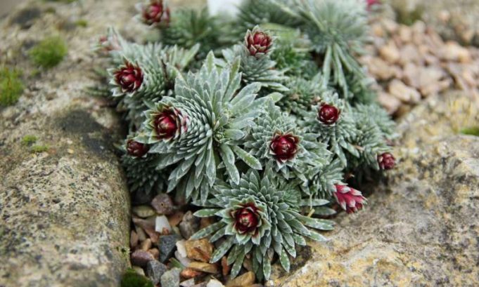 Rare mineral discovered in plants for first time Rare mineral discovered in plants for first time