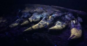 Researchers investigate baby tyrannosaur fossil unearthed in Montana