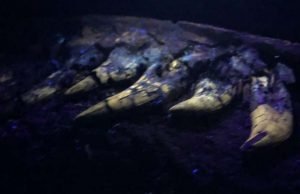 Researchers investigate baby tyrannosaur fossil unearthed in Montana