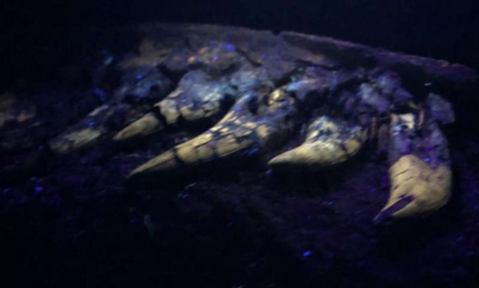 Researchers investigate baby tyrannosaur fossil unearthed in Montana