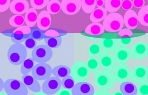 Researchers measure gene activity in single cells Researchers measure gene activity in single cells