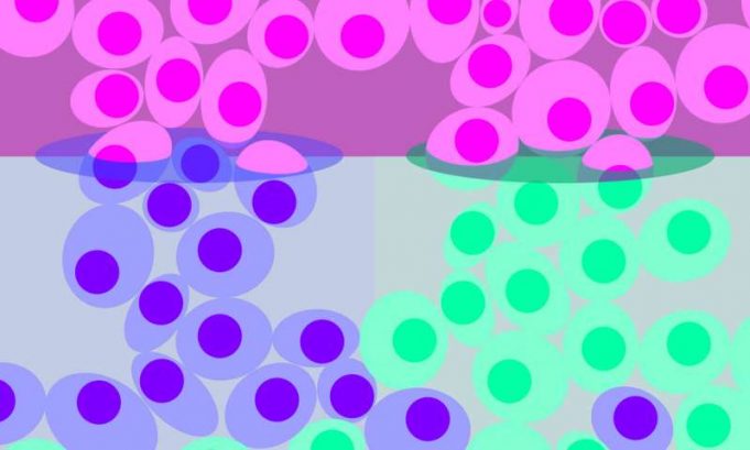 Researchers measure gene activity in single cells Researchers measure gene activity in single cells