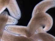 Researchers uncover framework for how stem cells determine where to form replacement structures