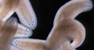 Researchers uncover framework for how stem cells determine where to form replacement structures