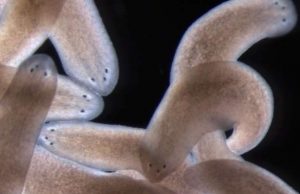 Researchers uncover framework for how stem cells determine where to form replacement structures Researchers uncover framework for how stem cells determine where to form replacement structures