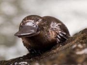 Saving lives with platypus milk