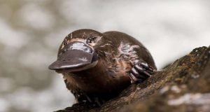 Saving lives with platypus milk