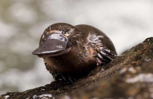 Saving lives with platypus milk Saving lives with platypus milk