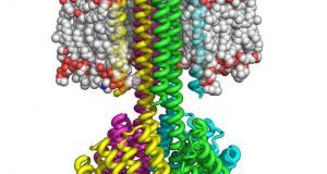 Scientists create complex transmembrane proteins from scratch