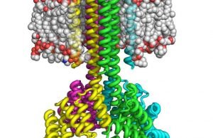 Scientists create complex transmembrane proteins from scratch Scientists create complex transmembrane proteins from scratch