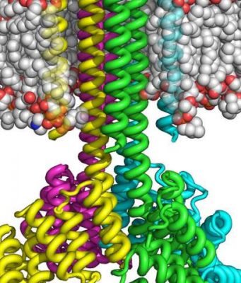 Scientists create complex transmembrane proteins from scratch
