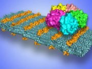 Scientists develop sugar coated nanosheets to selectively target pathogens