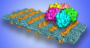 Scientists develop sugar coated nanosheets to selectively target pathogens