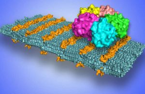 Scientists develop sugar coated nanosheets to selectively target pathogens