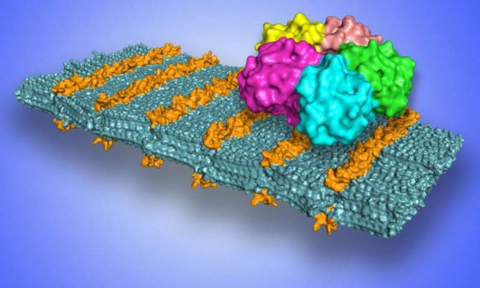 Scientists develop sugar coated nanosheets to selectively target pathogens