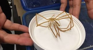 Spiders and scorpions have co opted leg genes to build their heads