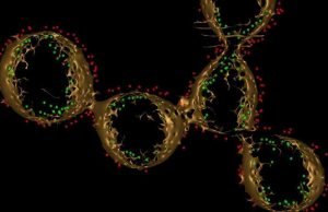 Strings of electron carrying proteins may hold the secret to electric bacteria