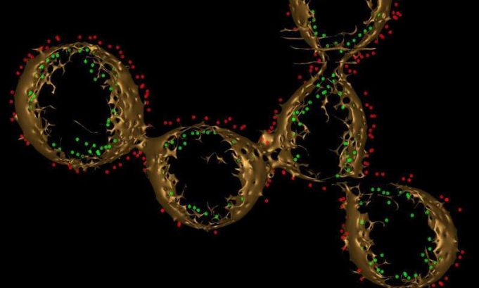 Strings of electron-carrying proteins may hold the secret to ‘electric bacteria’ Strings of electron carrying proteins may hold the secret to electric bacteria