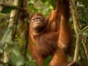 Study shows market based strategies for ecosystem conservation are surging