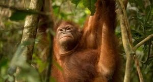 Study shows market based strategies for ecosystem conservation are surging