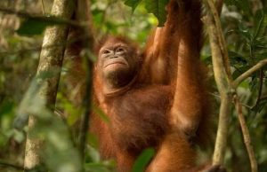 Study shows market-based strategies for ecosystem conservation are surging Study shows market based strategies for ecosystem conservation are surging