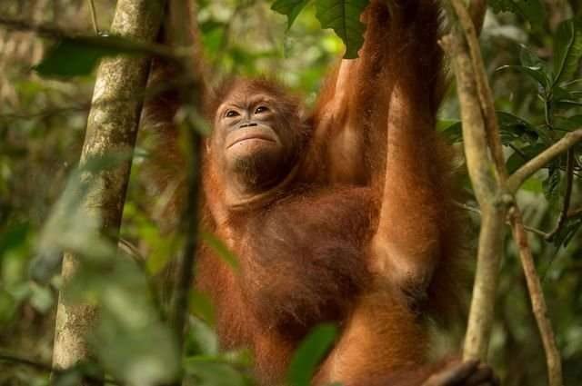 Study shows market based strategies for ecosystem conservation are surging Study shows market based strategies for ecosystem conservation are surging