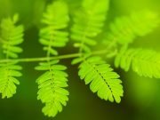 Study uncovers first steps of photosynthesis