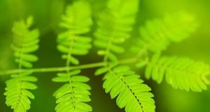 Study uncovers first steps of photosynthesis