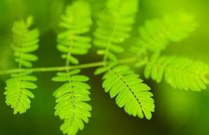 Study uncovers first steps of photosynthesis Study uncovers first steps of photosynthesis