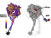The architecture of life described by computer modeling