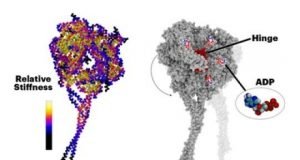The architecture of life described by computer modeling