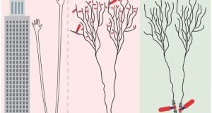 The brain learns completely differently than weve assumed since the 20th century