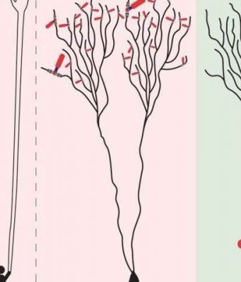 The brain learns completely differently than we’ve assumed since the 20th century The brain learns completely differently than weve assumed since the 20th century