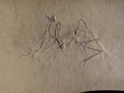 The early bird got to fly Archaeopteryx was an active flyer
