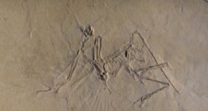 The early bird got to fly Archaeopteryx was an active flyer