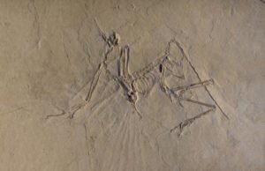 The early bird got to fly: Archaeopteryx was an active flyer The early bird got to fly Archaeopteryx was an active flyer
