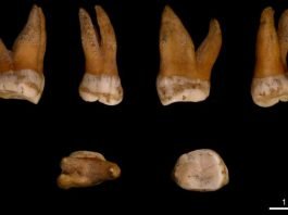 The genomes of five late Neandertals provide insights into Neandertal population history