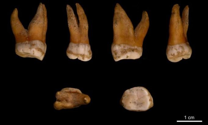 The genomes of five late Neandertals provide insights into Neandertal population history