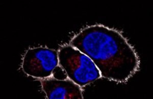 Tiny implants for cells are functional in vivo Tiny implants for cells are functional in vivo